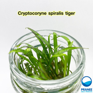 ิคริป Cryptocoryne spiralis tiger (เนื้อเยื่อ) ต้นไม้น้ำ ต้นไม้น้ำตกแต่งตู้ปลา ***กรุณาอ่านรายละเอียดก่อนสั่งซื้อ***