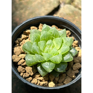 ไม้อวบน้ำ Haworthia Obtusa Hikaru ใบมีสีเงินเป็นจุดๆ มีประกาย น่ารักมากค่ะ [แคดตัส, กระบองเพชร, ฮาโวเทีย, haworthia]