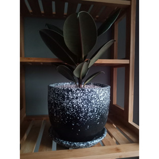 กระถางดินเผาขนาด 6 นิ้ว พร้อมจานรอง🦋🌱🐛มินิมอล คุมโทน