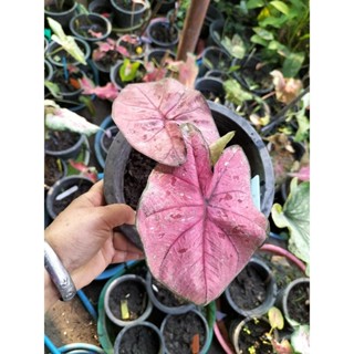 บอนสีเพชรคุ้มcaladium