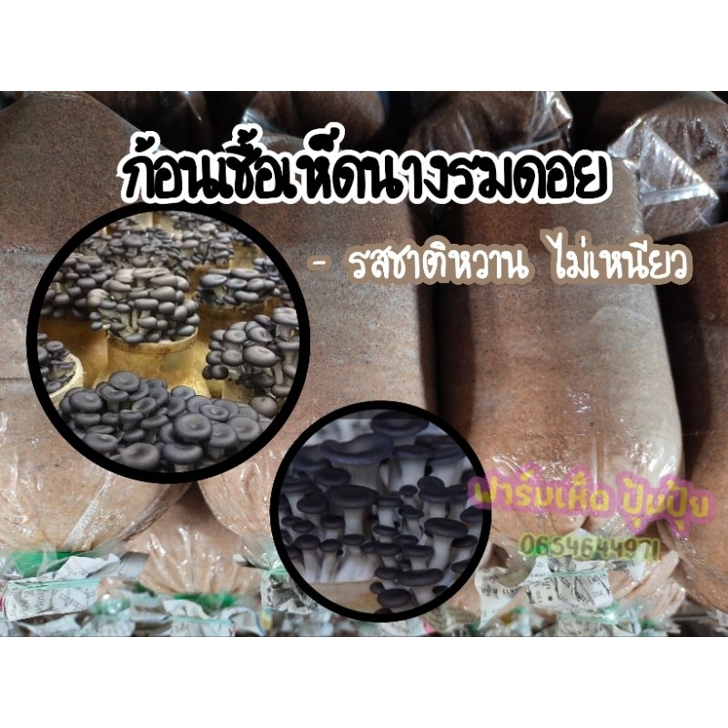 ก้อนเชื้อเห็ดนางรมดอย ชุดทดลอง 3ก้อน