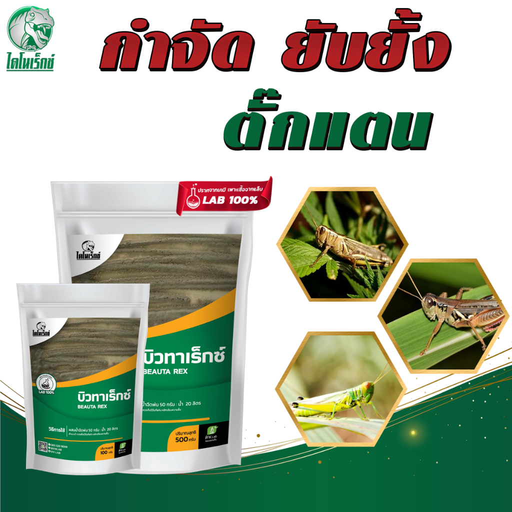 ยากำจัดตั๊กแตน ยาฆ่าตั๊กแตน ป้องกันตั๊กแตน ใช้เมธาไรเซียม MIX เชื้อบิวเวอร์เรีย (บิวทาเร็กซ์) ปลอดภัยต่อคนใช้ 100%