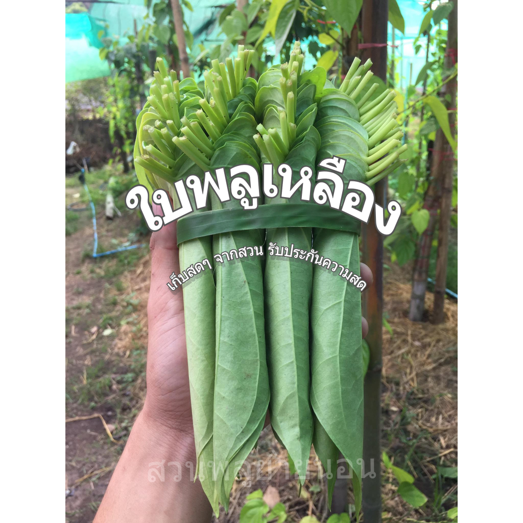 ใบพลูเหลือง ใบพลูกินหมาก ใบพลูสดจากสวน 0.5 กก. 0.5 kg