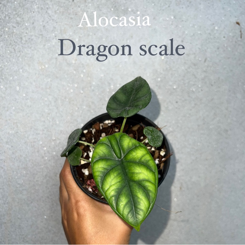 Alocasia dragon scale ดราก้อนสเกล/เกล็ดมังกร เชื้อด่าง จากแม่ด่าง