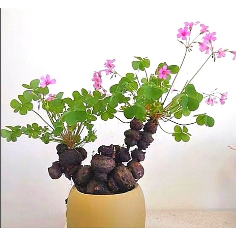 💗เลือกต้นได้​💗 'Oxalis​ articulata​ rubra'