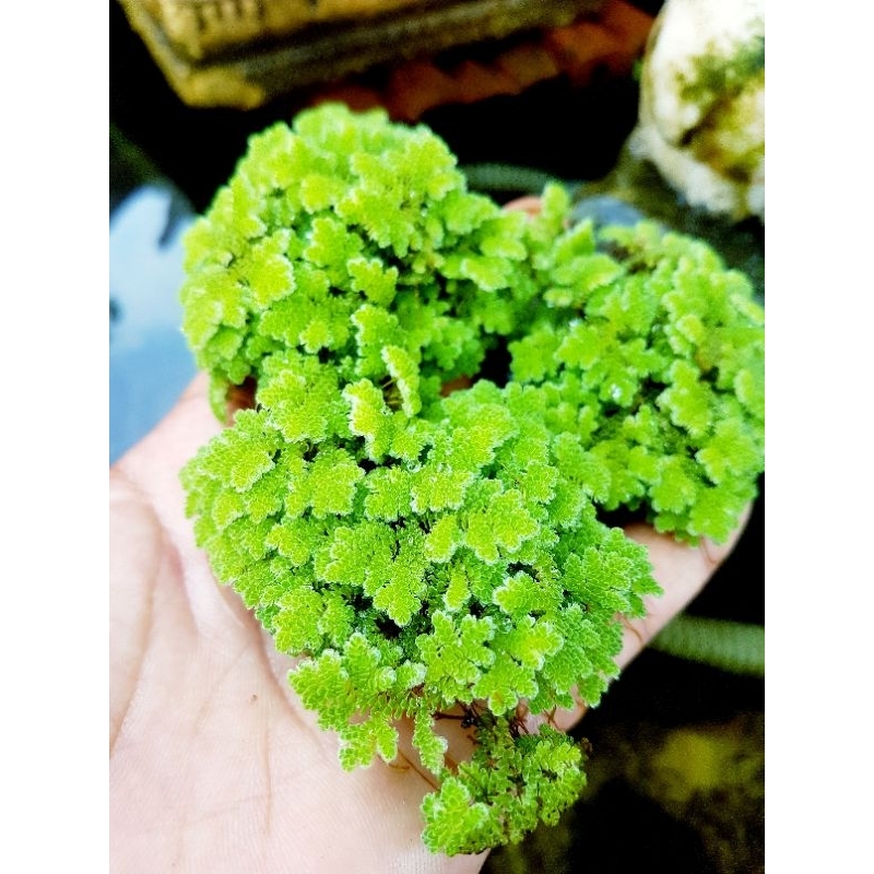 ☘แหนแดงดอกใหญ่/เเม่พันธ์ใหม่☘ไมโครฟิลล่าออร์แกนิคโปรตีนสูง(TKN)49.10%4แถม1
