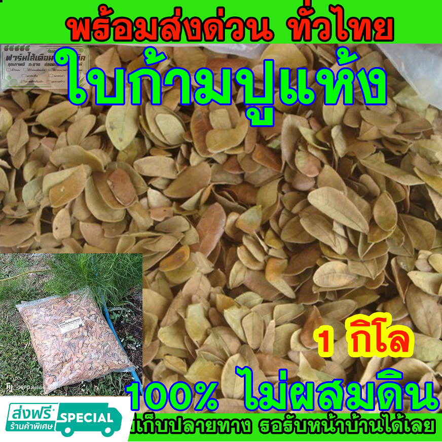 ใบก้ามปูแห้ง ถุงละ 1 กิโลกรัม ธรรมชาติ 100% ใบก้ามปูมีธาตุไนโตรเจนสูง ทำให้ต้นไม้เจริญเติบโตได้เร็ว