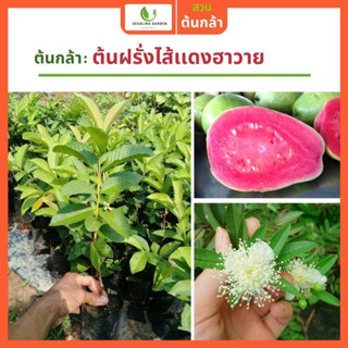 ต้นฝรั่งหงเปาสือพันธุ์แท้ ใหญ่ ต้นมาตรฐาน เหมาะกับหลายสภาพอากาศ ผลเยอะ ผลอร่อยหวานสุดๆ