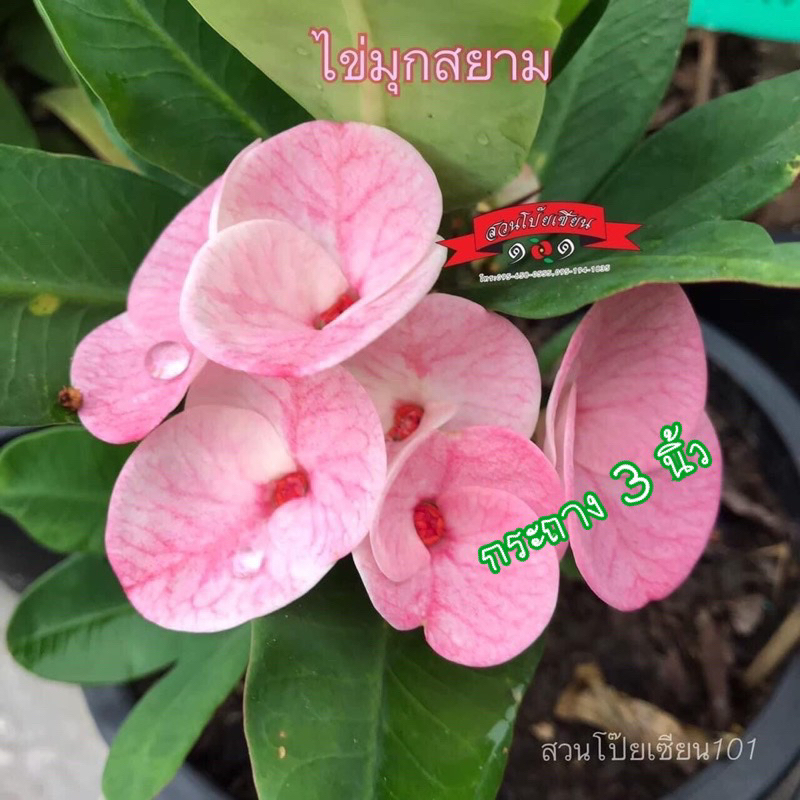ขายกิ่งชำโป๊ยเซียน ไม้เก่าหายาก สายพันธุ์ “ไข่มุกสยาม”(ดอกชมพูมีเม็ดทรายสวยงามมาก) กระถาง3นิ้ว
