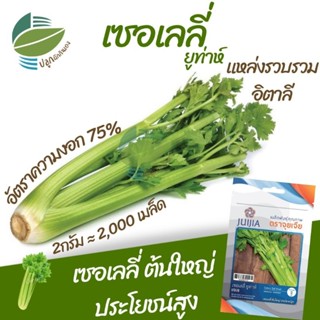 เซอเลลี่ ยูท่าห์  เซเลอรี่ (Celery)