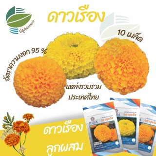 เมล็ดพันธุ์ดอกดาวเรือง  ดาวเรือง (Marigold)