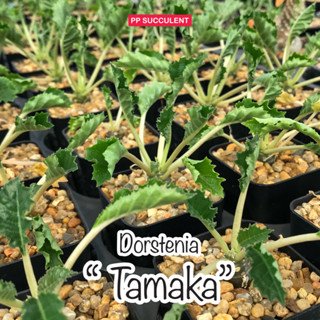 Dorstenia Tamaka มะพร้าวใบห่อ