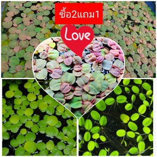 🔴🔴จอกแดงญี่ปุ่น RED ROOT FLOATER จอกเขียวญี่ปุ่น  Frogbit กระจับญี่ปุ่น  ต้นไม้น้ำ  พืชลอยน้ำ