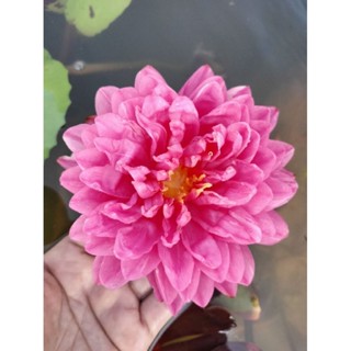 บัวฝรั่งมัทนา (กลีบดอกด่าง)