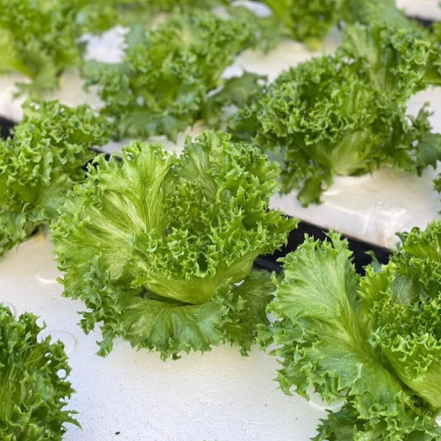 เมล็ดพันธุ์ผักสลัด นำเข้า [RIJK ZWAAN] แบบแบ่งขาย 100 เมล็ด - รูปที่ 4