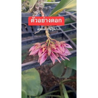 Bulbophyllumลูกผสม ก้ามปูxเบคคาริไอ ให้ดอกสวยแปลกไม่ซ้ำใคร