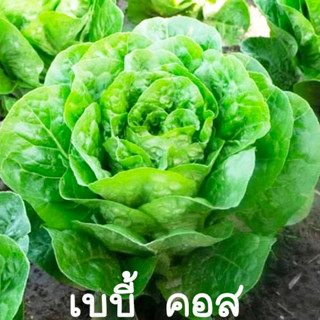 เบบี้ คอส🎯ถูกที่สุด10บ.🎯เมล็ดผักสลัดเบบี้ คอส 50เมล็ด🌱ปลูกง่าย👉งอกดี🌱ทานอร่อย