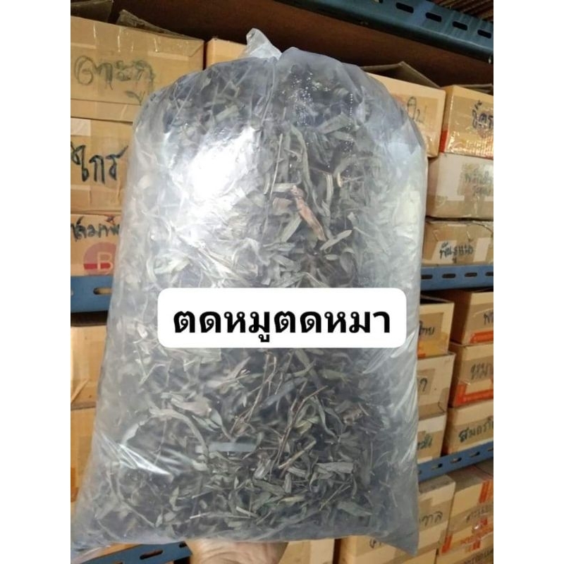 กระพัง​โหม​ ตดหมู​ตตดหมา ตากแห้งครึ่งโล125 บาท(สำหรับทำยา)