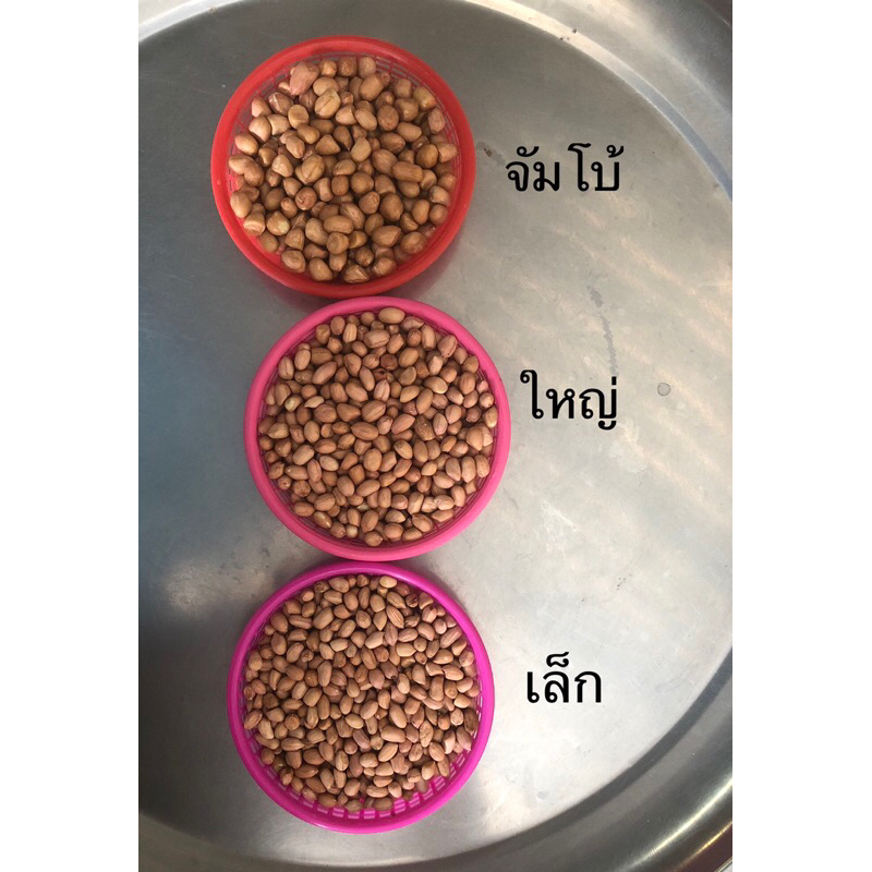ถั่วลิสง ไซส์ใหญ่ คัดเกรด สวย สด ใหม่ บรรจุ 1 กก. - รูปที่ 5