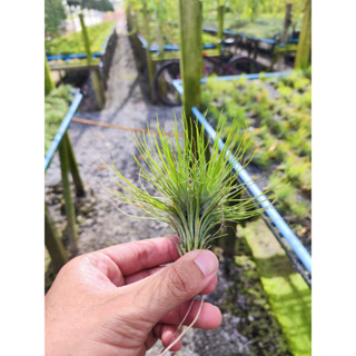 สับปะรดสี ทิลแลนเซีย ฟังกี้วัน ฟังกี้ funkiana x andriana #รากอากาศ #airplant #tillandsia