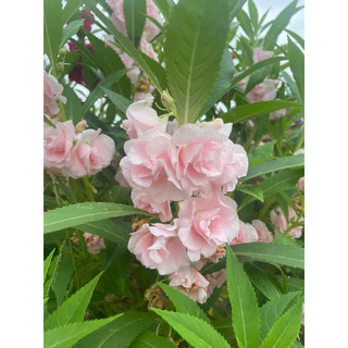 เมล็ดเทียนซ้อน แฟนซี คละสี 300เมล็ด