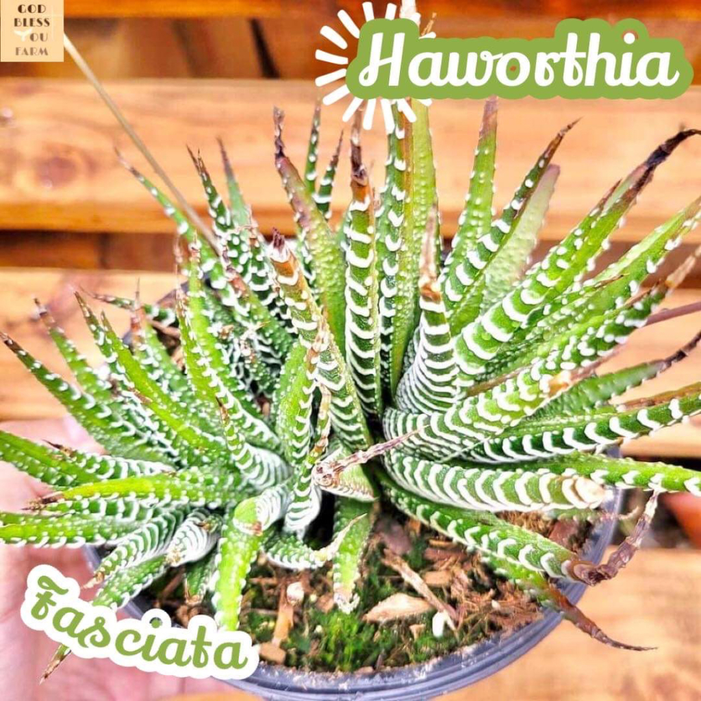 [ฮาโวเทียม้าลาย] Haworthia Fasciata แคคตัส ต้นไม้ หนาม ทนแล้ง กุหลาบหิน อวบน้ำ พืชอวบน้ำ succulent cactus