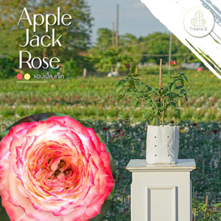 Treeno.9 T350 Apple Jack Rose (กุหลาบ แอปเปิ้ล แจ็ค) ต้นใหญ่ ถุง 8 นิ้ว / สูง 60-70 ซม. / ไม้ประดับ ไม้ดอก (ต้นไม้)