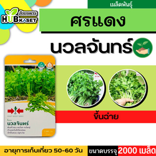 ศรแดง 🇹🇭 ขึ้นฉ่าย นวลจันทร์ ขนาดบรรจุประมาณ 2000 เมล็ด อายุเก็บเกี่ยว 50-60 วัน