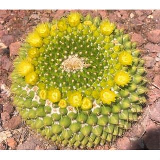 สายพันธุ์ แมมมาร์คเซียน่า [Mammillaria marksiana] สายแมมห้ามพลาดต้นนี้