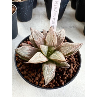 ฮาโวเทีย haworthia shirayukihime