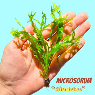 รากดำเขากวาง - MICROSORUM PTEROPUS ‘WINDELOV’ ต้นไม้น้ำ