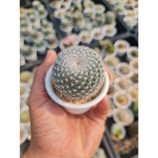 นกฮูก (Mammillaria Perbella) อยู่ในกระถาง 2.5นิ้ว