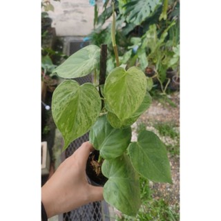 Philodendron hederacum variegated/พลูบราซิลด่างมินต์