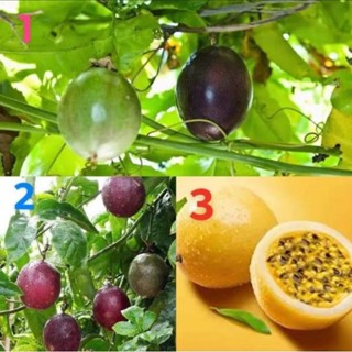 เมล็ดพันธุ์ เสาวรส สีเหลืองทอง ปานามา ( Golden Fruit Panama Seed ) บรรจุ 10 เมล็ด