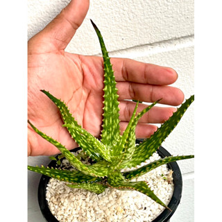 Aloe Hybrids ว่านหางจรเข้แคระ ฟอร์มโค้ง ไซส์แม่พันธุ์ (Premium)