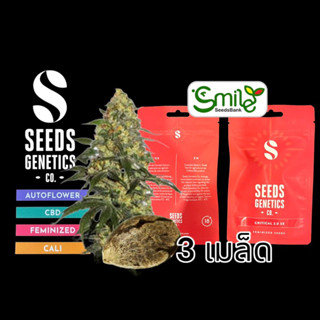 เมล็ดกัญชา Seeds Genetics - Critical 2.0 (Fem)