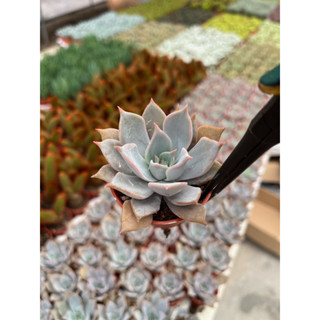 Echeveria Lila ciana ใบยาว กุหลาบหินสีชมพู