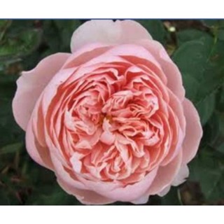 กุหลาบ เดอะเเอนวิค (The Alnwick Rose )