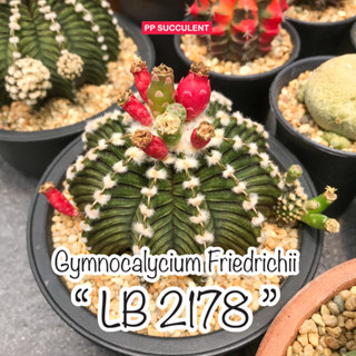 Gymnocalycium Friedrichii  LB2178 " Agua Dulce " ยิมโนแอลบีตัวแท้