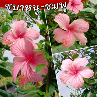 ต้นกล้าชบา ชบาหนู ดอกสีชมพู ต้นชบาหนู สีชมพู ดอกดก ปลูกง่าย ราคาถูก Hibiscus