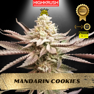 Mandarin Cookies ค่าย Ethos Genetics โฟโต้ ลำต้นแข็งแรงพร้อมลงดิน ต้นชำกัญชา,ต้นโคลนนิ่งกัญชา,ต้นกัญ,ต้นชำ