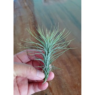 Tillandsia funckiana ไม้รากอากาศ ไม่ใช้ดิน