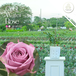 Treeno.9 T350​ Cool Water Rose (กุหลาบ คูลวอเตอร์) สายพันธุ์หายาก - ต้นใหญ่ ถุง 8 นิ้ว / สูง 60-70 ซม. / ไม้ประดับ ไม้ดอก (ต้นไม้)