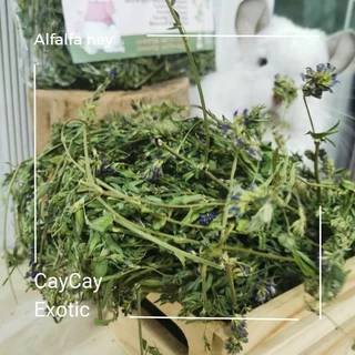 Caycay Alfalfa Hay หญ้าอัลฟาฟ่ารุ่นดอกเยอะมากพิเศษ