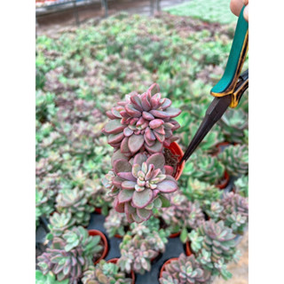 Echeveria ralzy pinky