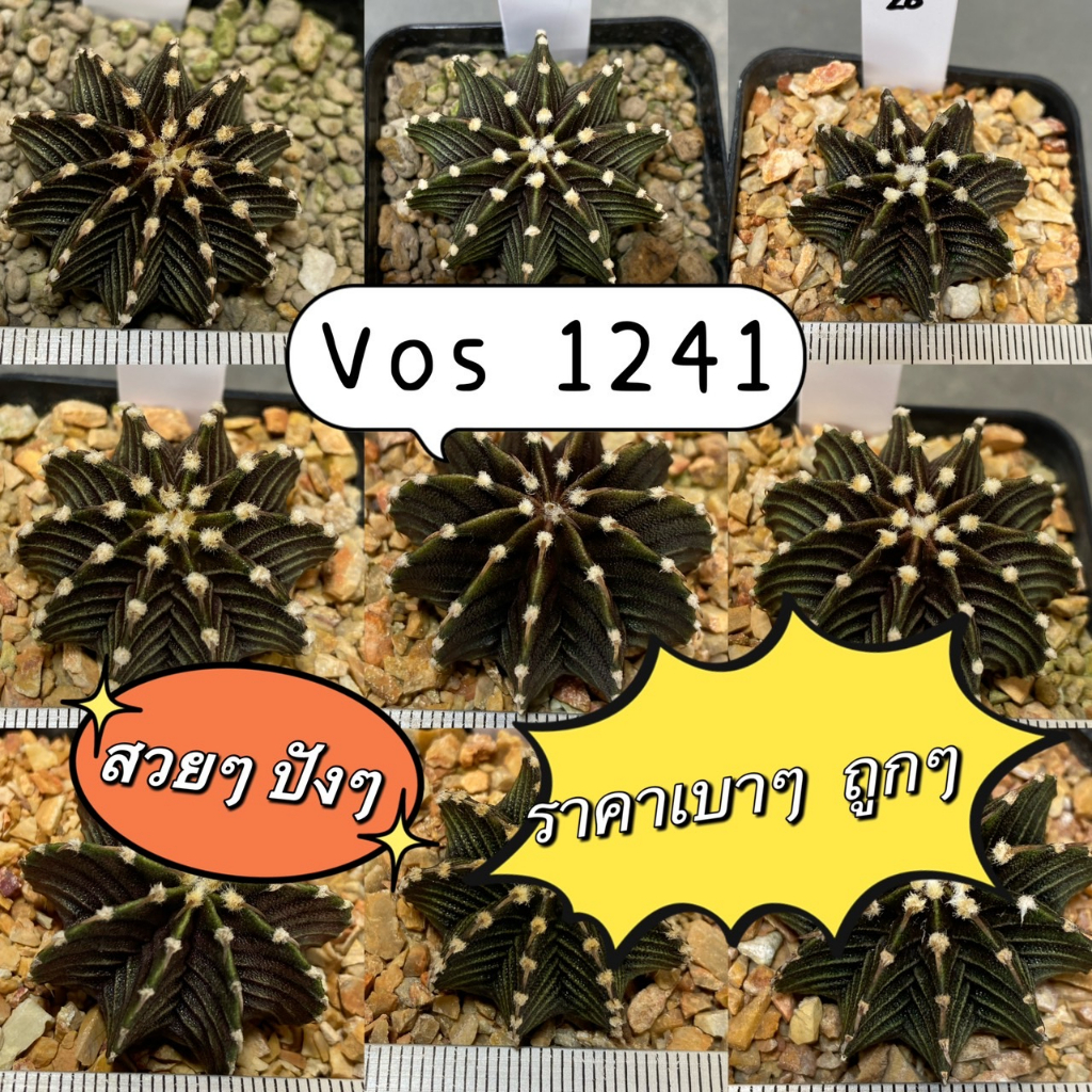 แคคตัส Vos1241 ตัวแท้!! ยิมโน Vos1241 คัดพิเศษ บั้งคม Gymnocalycium friedrichii (V1)