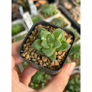 ไม้อวบน้ำ Haworthia Obtusa Marin variegated เลี้ยงง่าย หน่อด่างเสี้ยว (ฮาโวเทีย, แคคตัส, ไม้อวบน้ำ, กระบองเพชร)