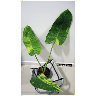 JOSE BUONO Philodendron Jose Buono Variegated ไม้ยอดใบใหญ่ กระถาง 4 นิ้ว