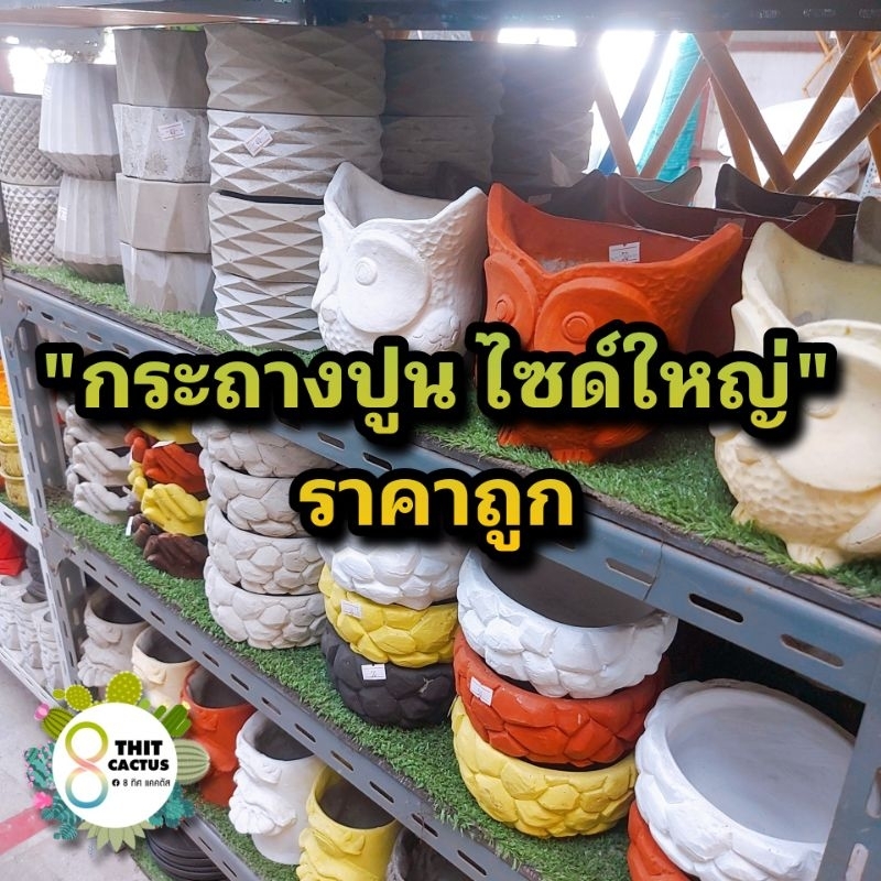 กระถางปูน เจาะรูแล้ว // กระถางปูน กระถางแคคตัส กระบองเพชร