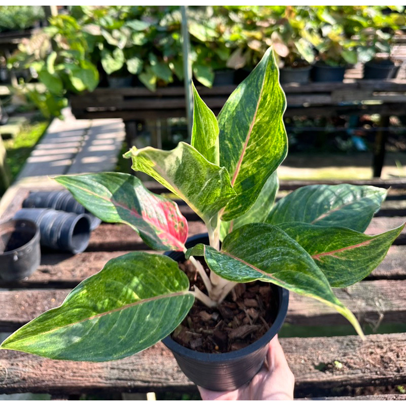 อโกลนีมา ต้นกวักเงิน กวักทอง แพ้กจัดส่งทั้งกระถาง พร้อมตั้งปลูกเลี้ยง - รูปที่ 2